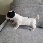 jack russell teri�ra.