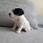 jack russell teri�ra.