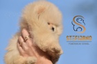 Pomeranian BOO �t��ata