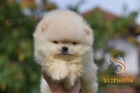 Pomeranian BOO �t��ata