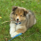 �t��ata sheltie k adopci