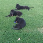 N�meck� ov��k dlouhosrst� � �t��ata