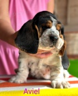 Basset Hound �t���tko s PP s v�born�m rodokmenem