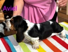 Basset Hound �t���tko s PP s v�born�m rodokmenem