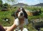 Basset Hound �t���tko s PP s v�born�m rodokmenem