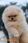 Pomeranian BOO �t��ata