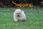 Pomeranian BOO �t��ata
