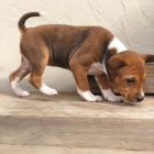 K dispozici �t��ata basenji.