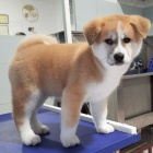 �t��ata Akita Inu. Velmi zdrav� a s rodokmenem.