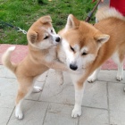 �t��ata Akita Inu. Aktu�ln� informace o o�kov�n�.