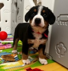 Entlebu�sk� sala�n�cky pes