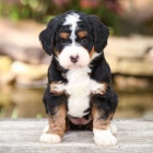 �t��ata Bernedoodle