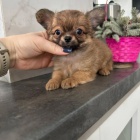 dlouhosrst� mini �ivava