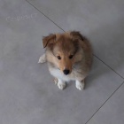 �t��ata sheltie k adopci