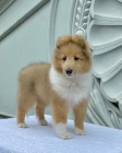 �t��ata sheltie k adopci