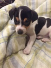 �t��ata jack russell teri�ra.