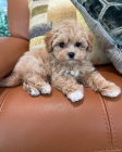 Mini Maltipoo