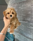 Mini Maltipoo