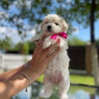 �t��ata bi�onka