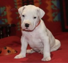 �t��ata argentinsk�ho doga.