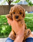 Cavapoo