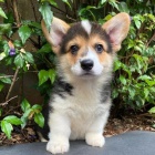 �t��ata Pembroke Welsh Corgi