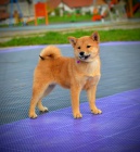Shiba Inu �t��ata