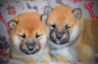 Shiba Inu �t��ata