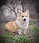 Welsh Corgi Pembroke � Kr�sn� �t��ata