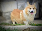 Welsh Corgi Pembroke � Kr�sn� �t��ata