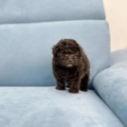 �T��ATA PUDL� TOY