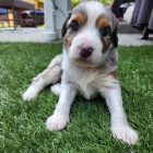 �t��ata Ausiedoodle