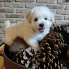 �t��ata bi�onka