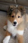 �t��ata sheltie k adopci