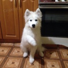 �t��ata samojeda