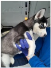 Sibi�sk� husky