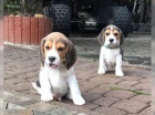 B�gl/t� beagle