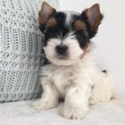 Biewer Jork��rsk� teri�r bez PP