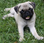 Mopsl�k s pr�kazem p�vodu