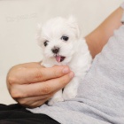 �t��ata malt�z�k�.