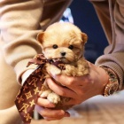 MINI Maltipoo