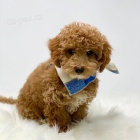 Cavapoo