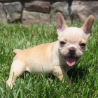 francouzsk�ho buldo�ka.