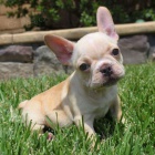 francouzsk�ho buldo�ka.