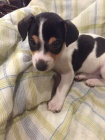 jack russell teri�ra.
