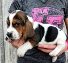 �t��ata Basset hound