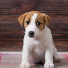 jack russell teri�ra.