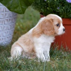 Kaval�r King Charles Spaniel.