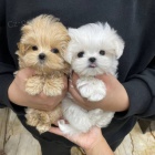 MINI Maltipoo