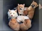 Zdrav� a hrav� �t��ata Shiba Inu.